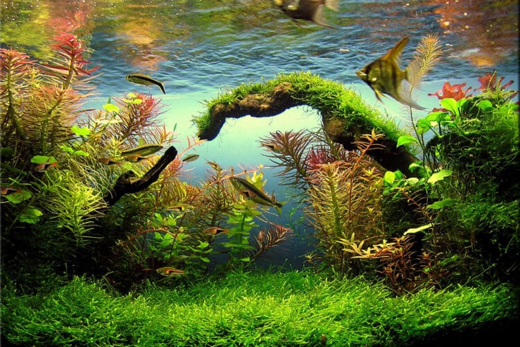 Top 5 des traitements anti-algues efficaces