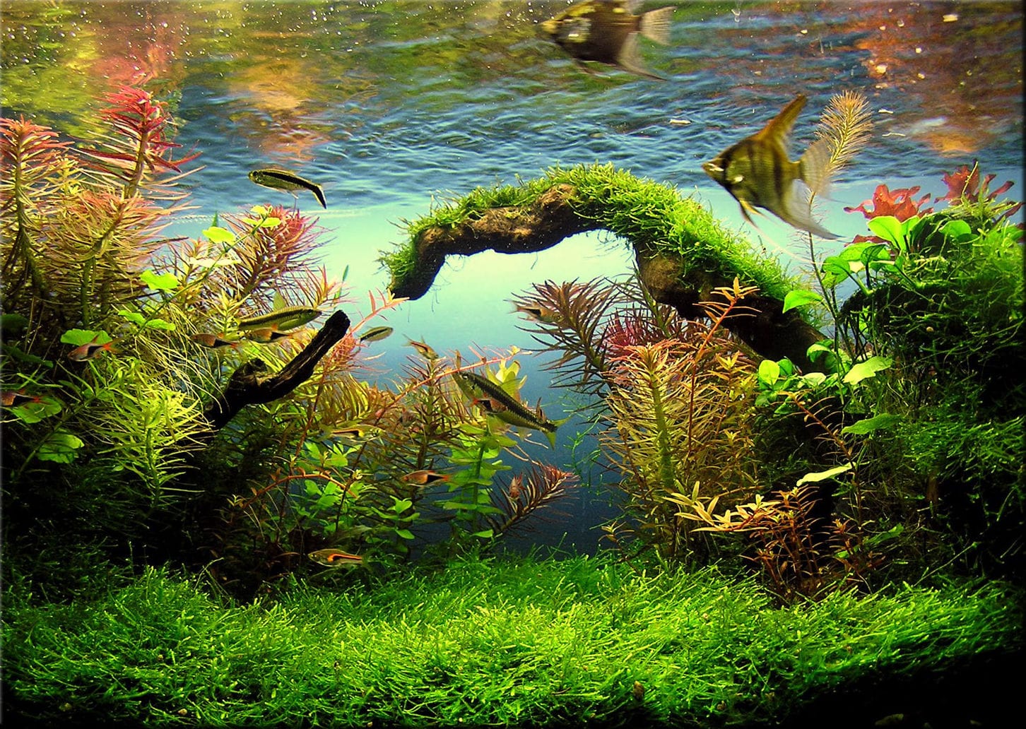 Acclimater correctement ses poissons et crevettes : guide complet