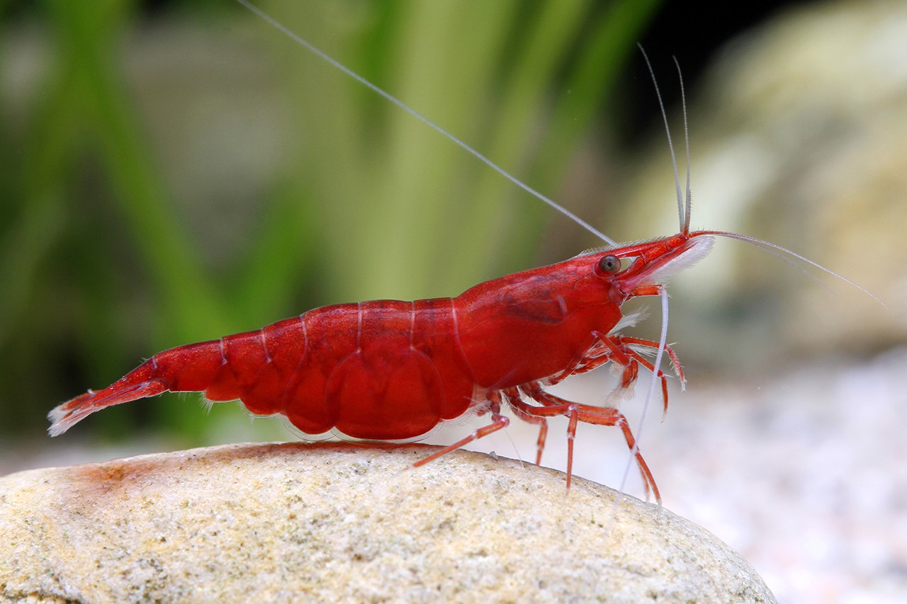 La Crevette Red Cherry (Neocaridina davidi var. red)