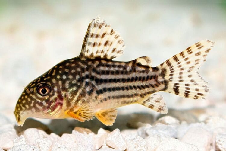 Les Corydoras : Tout ce qu’il faut savoir sur ces poissons de fond adorables
