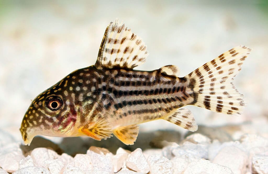 Les Corydoras : Tout ce qu’il faut savoir sur ces poissons de fond adorables