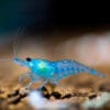 Crevette Caridina Blue