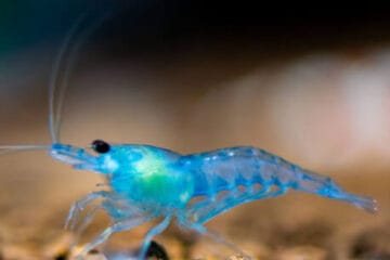 photo de crevette caridina blue