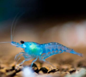 photo de crevette caridina blue