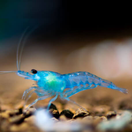 Les Crevettes en aquarium : guide pour débutants