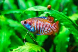 Gourami Nain (Trichogaster lalius)