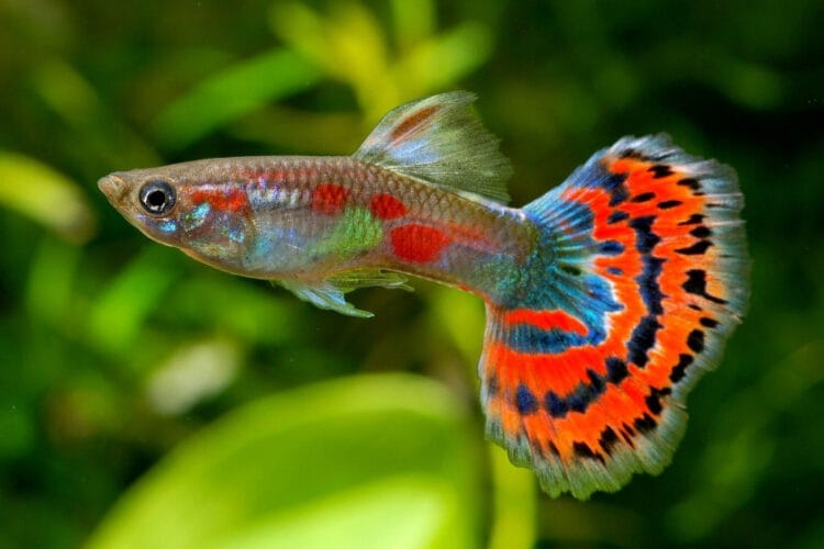 Vendre ses poissons d&rsquo;aquarium entre particuliers : guide pratique (prix, transport, sécurité, règles)