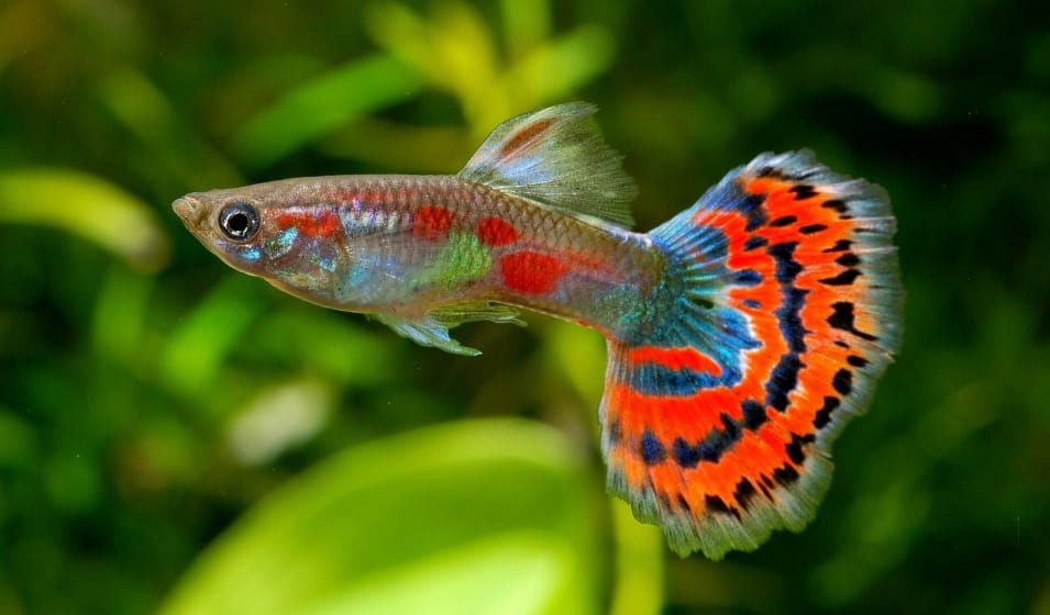 Vendre ses poissons d&rsquo;aquarium entre particuliers : guide pratique (prix, transport, sécurité, règles)