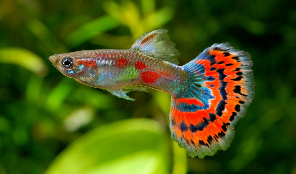 Guppy (Poecilia reticulata)