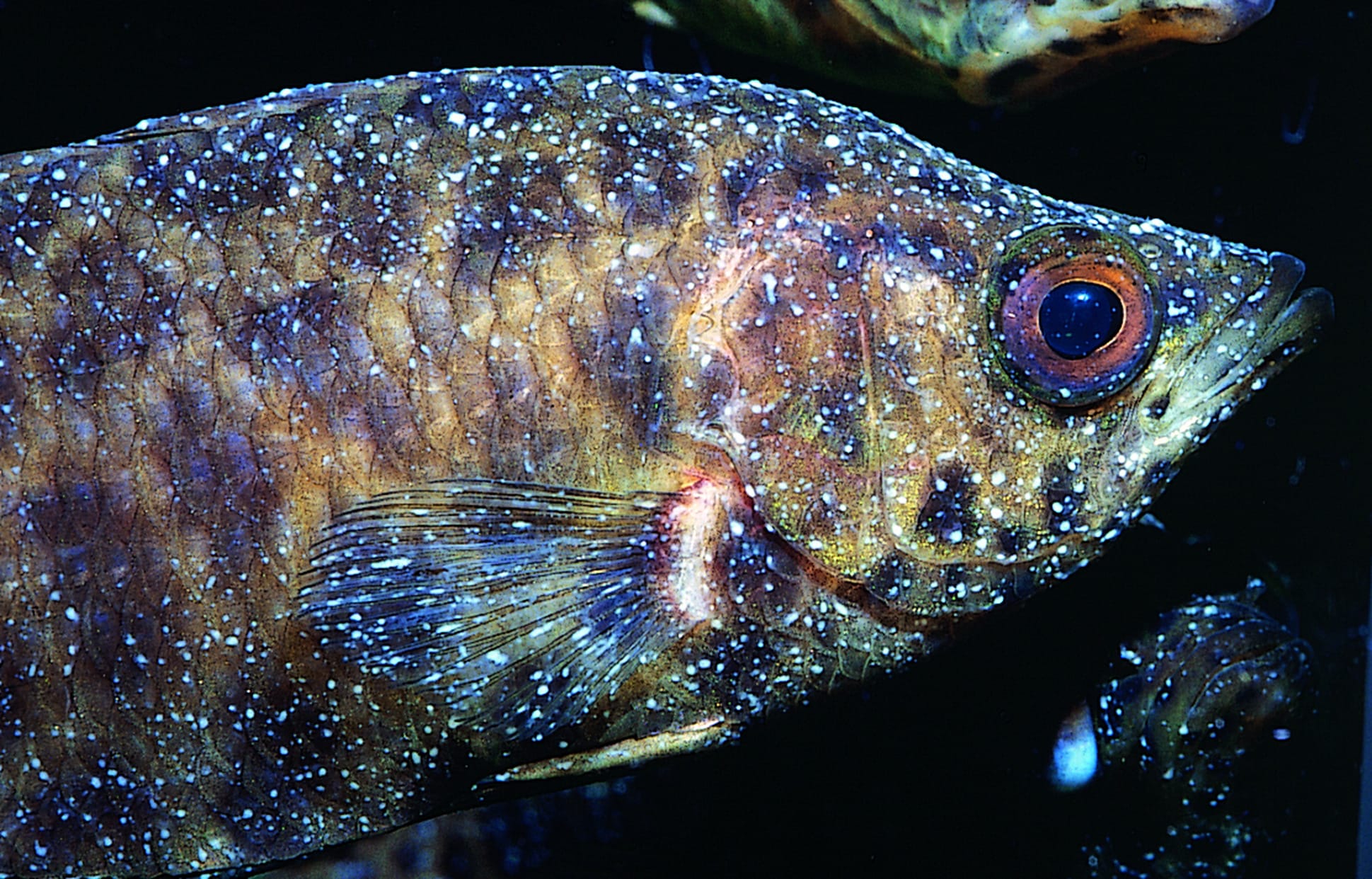 Maladie des points blancs (Ichthyophthirius) : symptômes, causes et traitement