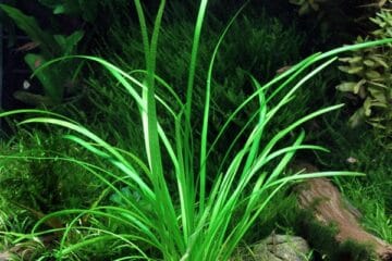 Top 5 des meilleurs produits pour aquarium : CO2 liquide et anti-algues (2025)