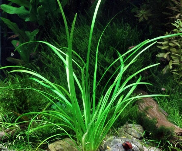 Top 5 des meilleurs produits pour aquarium : CO2 liquide et anti-algues (2025)