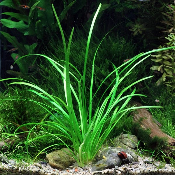 Top 5 des meilleurs produits pour aquarium : CO2 liquide et anti-algues (2025)