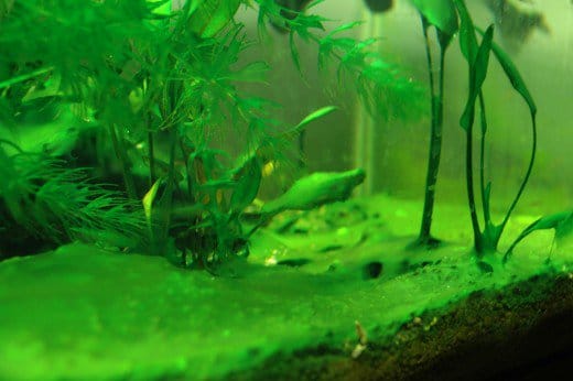 Prolifération d’algues dans l’aquarium : comment s’en débarrasser ?