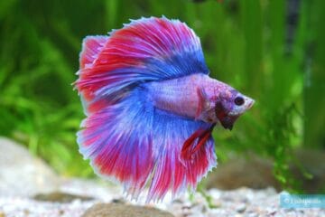 Guide complet pour bien s’occuper d’un Betta (2025)