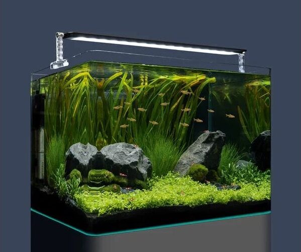 Lancer un nano aquarium : guide débutant pour bac de moins de 30 litres