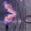 Vend betta marble blue mâle/femelle