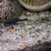 Don ancistrus  ,Black Molly