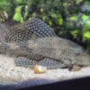 Donne divers poissons et 1 Pleco