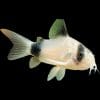 Donne poisson