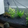Cherche escargots ( planorbe )