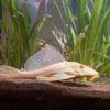 Donne poisson Pleco Gold Albinos