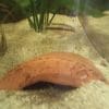 donne poissons Pulcher  Pelmato