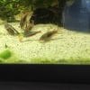 Corydoras