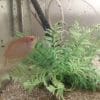 Gourami Doré