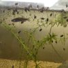 Poissons Zèbres