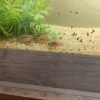 Corydoras