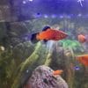 Platys