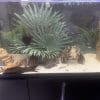 Dons de poissons