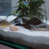Donne néons, corydoras, crevettes
