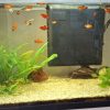 Donne platys subadultes (6-9 mois) mâles et femelles