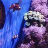 Poisson clown